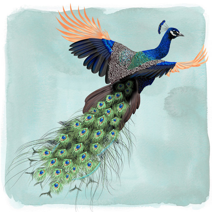 Pauw in vlucht Art Print