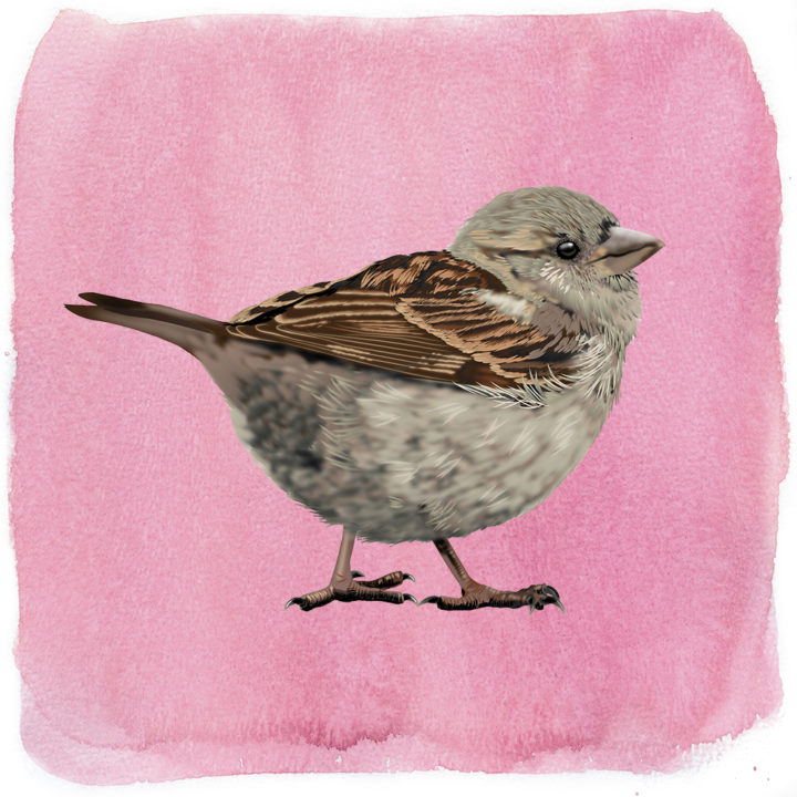 Huismus Art Print