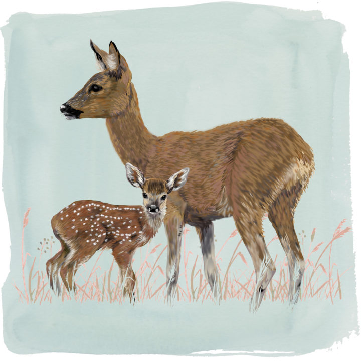 Deer Art Print
