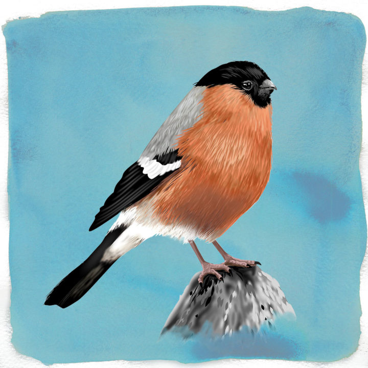 Bullfinch Art Print