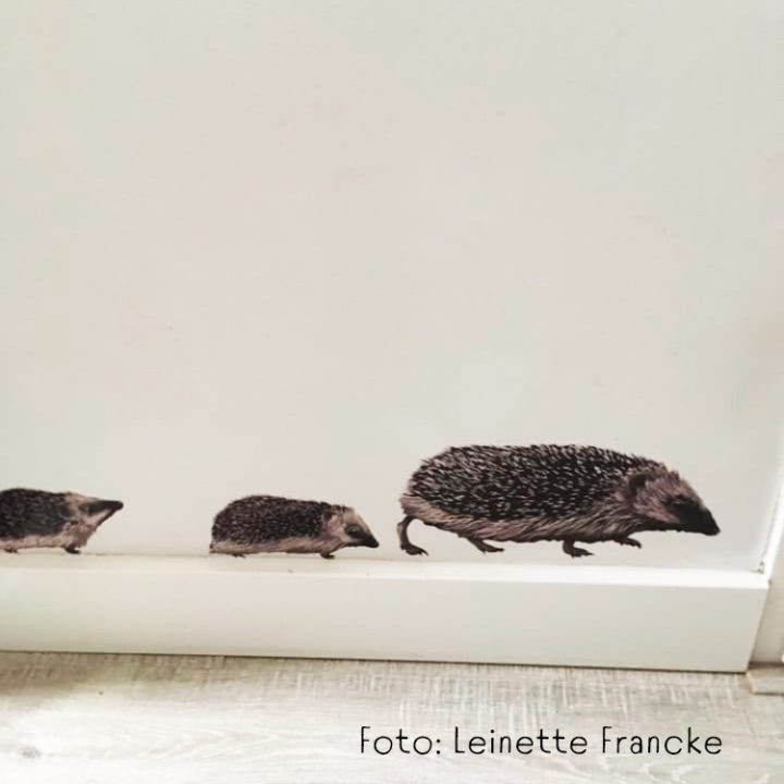 Hedgehog Wall Stickers - Image 7