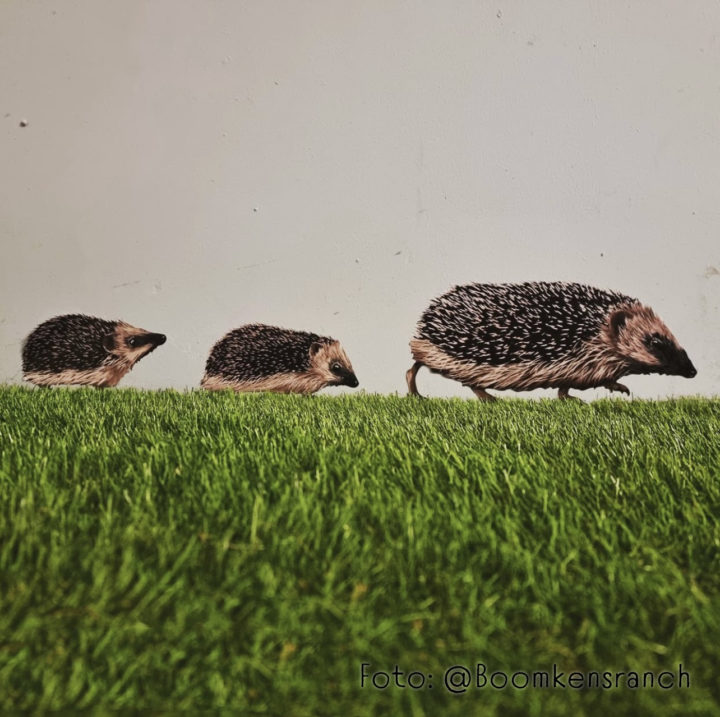 Hedgehog Wall Stickers - Image 8