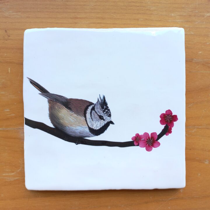 OUTLET ITEM - Tile Crested Titmouse A