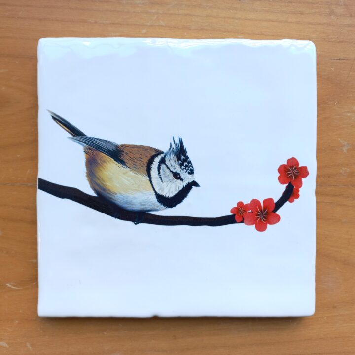 OUTLET ITEM - Tile Crested Titmouse