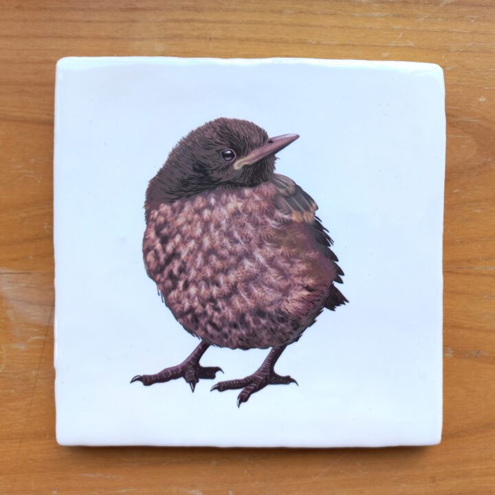 OUTLET ITEM - Tile Blackbird Baby