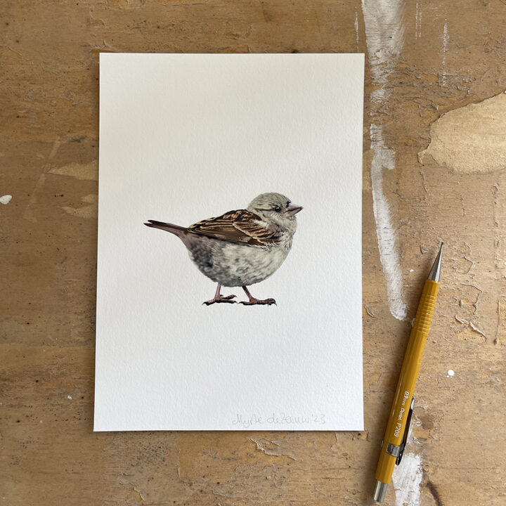House sparrow on White Art Print - Image 2