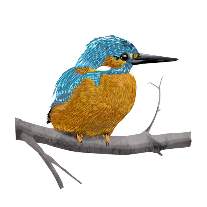 Kingfisher on White Art Print