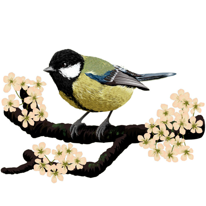 Great Tit on White Art Print