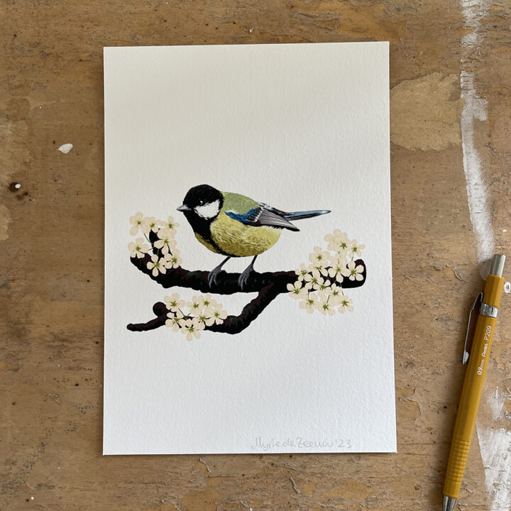 Great Tit on White Art Print - Image 6