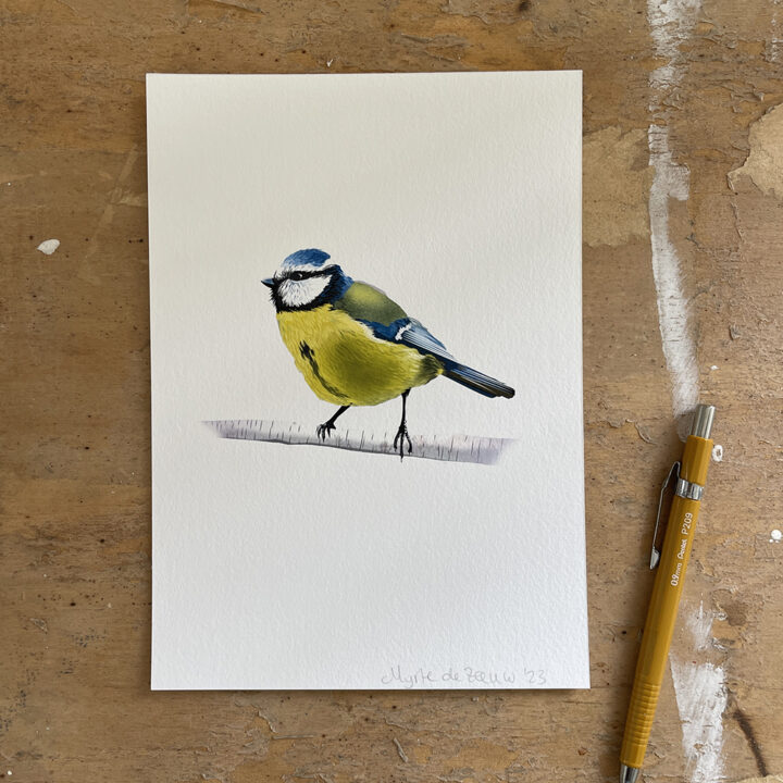 Blue Titmouse on White Art Print - Image 2