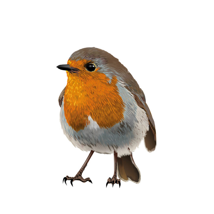 Robin on White Art Print