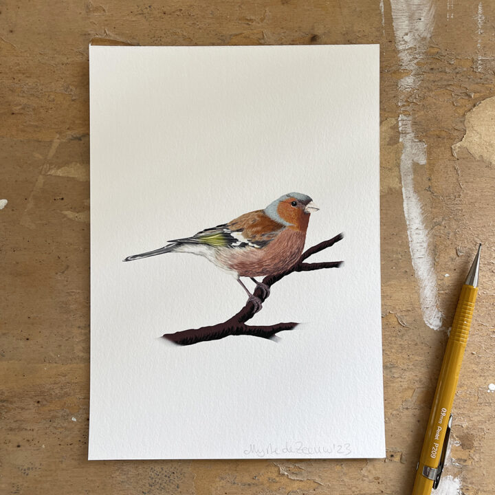 Finch on White Art Print - Image 2