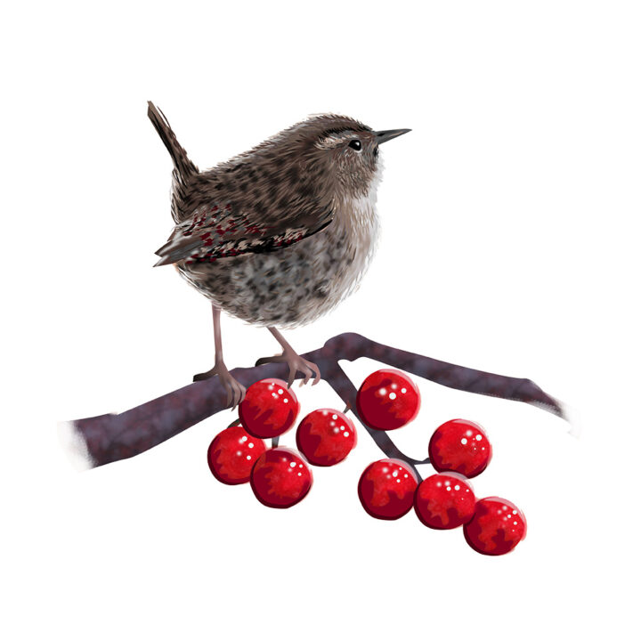 Wren on White Art Print
