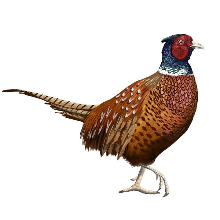 Pheasant on White Art Print