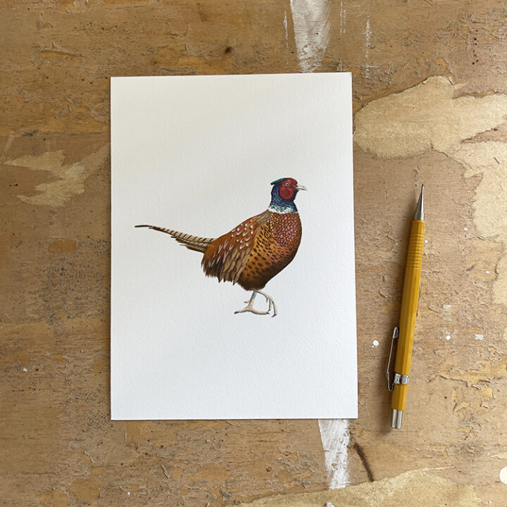 Pheasant on White Art Print - Image 2
