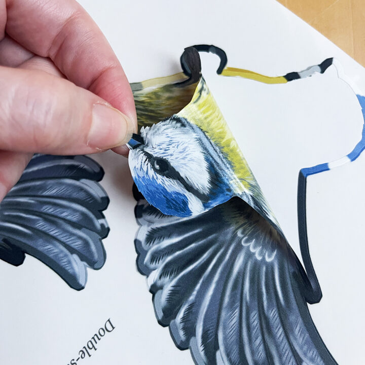 Blue tit Double-sided Window Sticker - Image 3