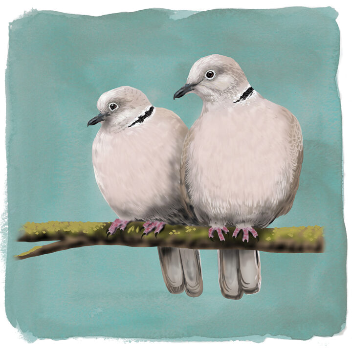 Tortelduifjes Art Print