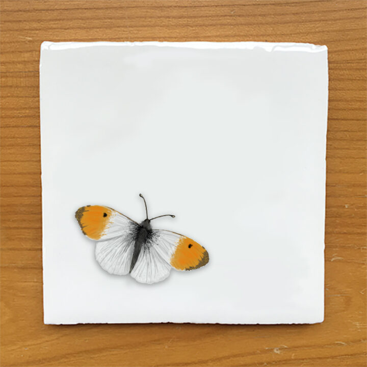 Orange-tip Butterfly - Vintage Style Tile