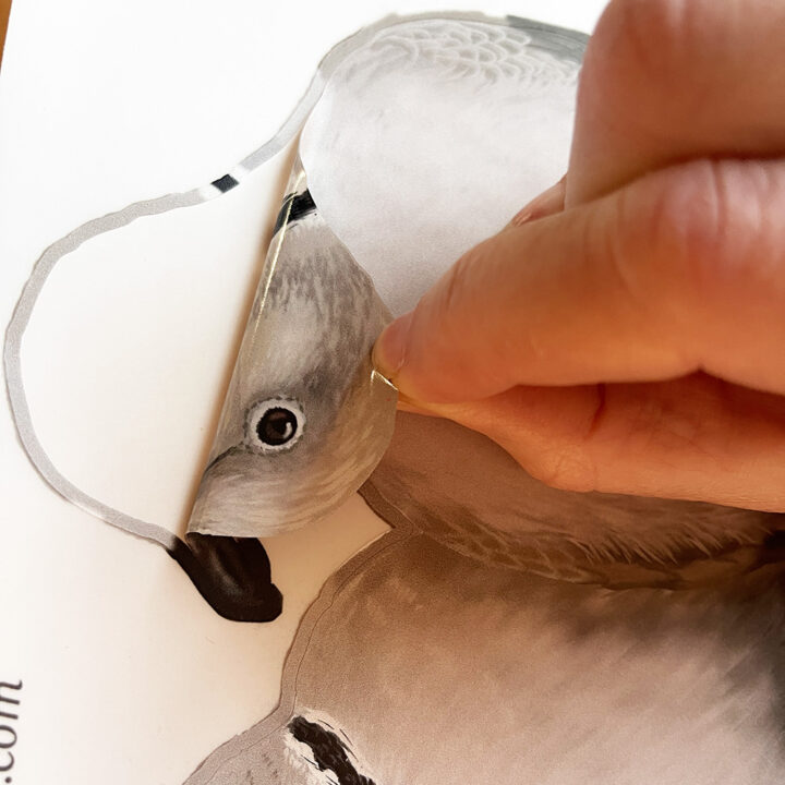 Collared Dove Double-sided Window Sticker - Image 3