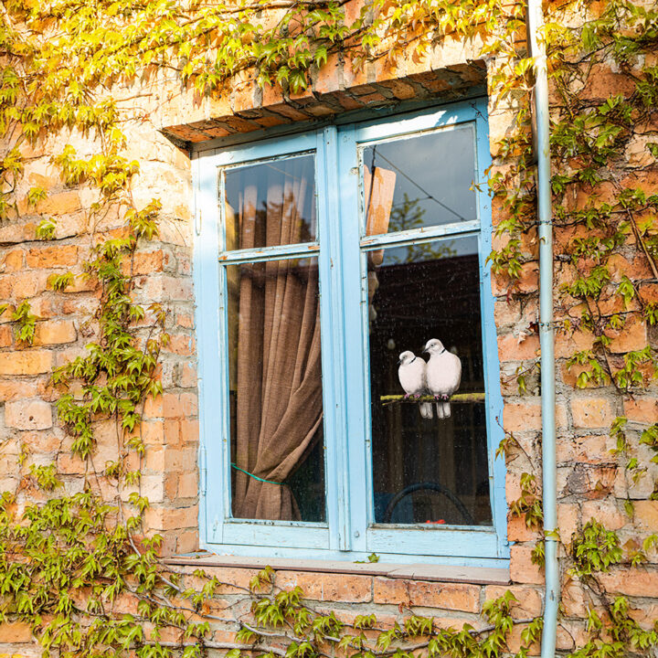 Collared Dove Double-sided Window Sticker - Image 2
